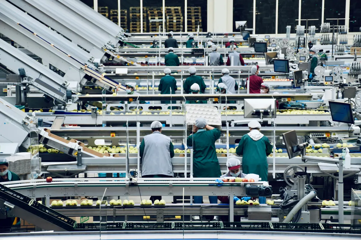 TCBC conveyor line operating in a packhouse